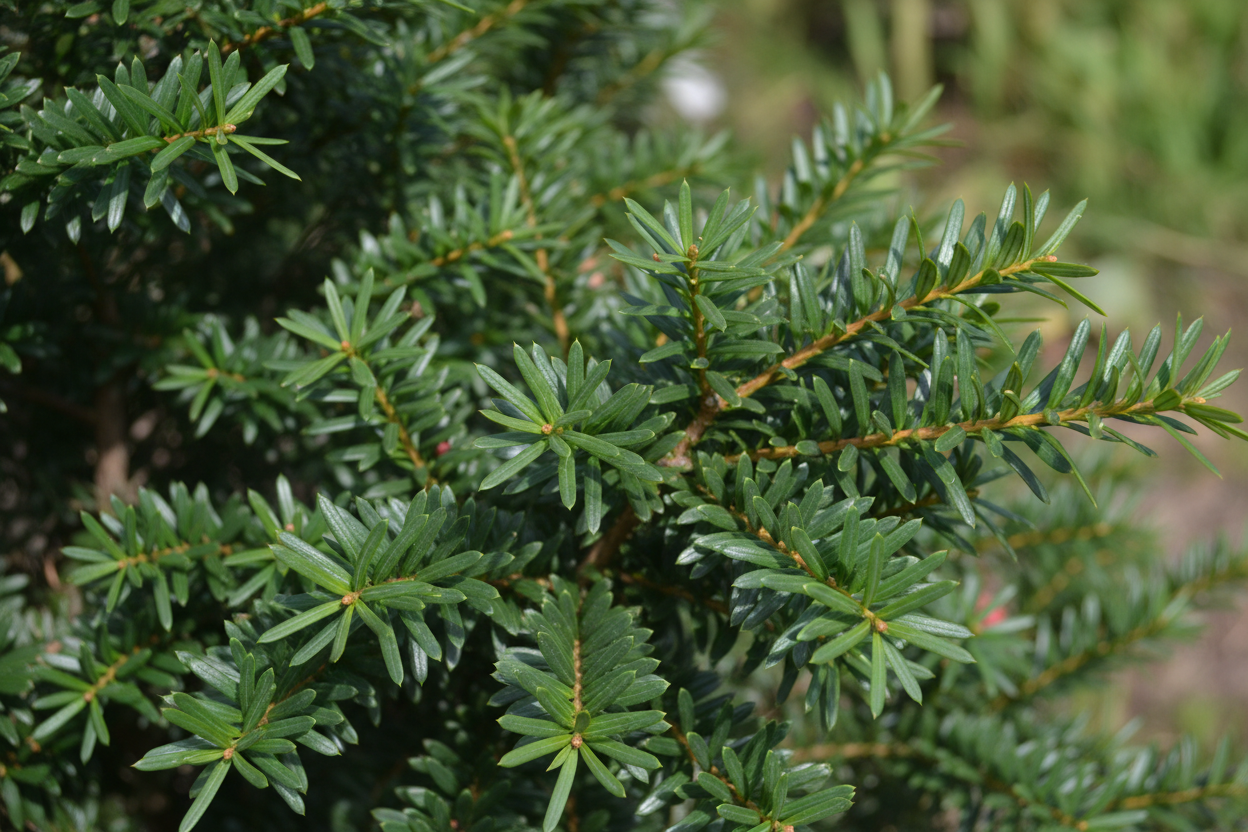 Hybrid-Eibe 'Groenland' - Nadeldetail